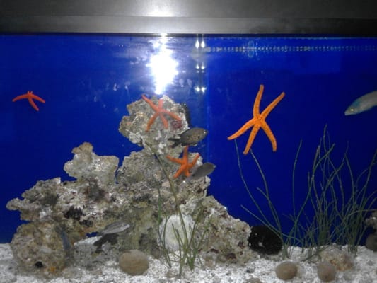 Acquario di Livorno by null