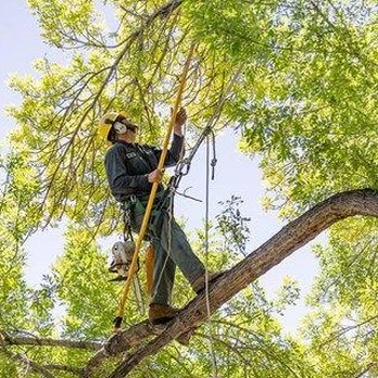 Field Tree Care - Full scale Professional Tree Pruning. - Tree Services Near Me Field Tree Care - Full scale Professional Tree Pruning. - Tree Services Near Me