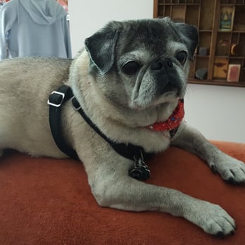 Wet Noses Mobile Grooming - Pet Groomers Near Me - Schaumburg, Illinois Wet Noses Mobile Grooming - Pet Groomers Near Me - Schaumburg, Illinois