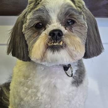 Pooch Caboose Mobile Dog Grooming - Pet Groomers Near Me - Wheeling, Illinois Pooch Caboose Mobile Dog Grooming - Pet Groomers Near Me - Wheeling, Illinois