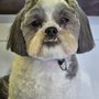Photo of Pooch Caboose Mobile Dog Grooming