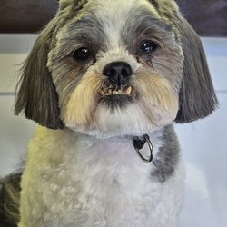 Pooch Caboose Mobile Dog Grooming