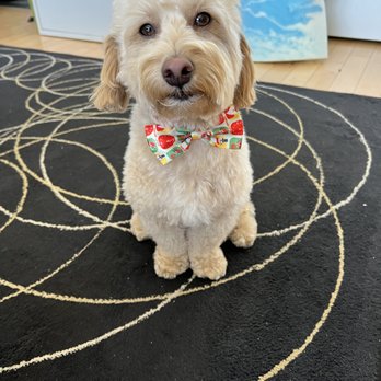 GROOM! Salon - Pet Groomers Near Me - Silver Spring, Maryland