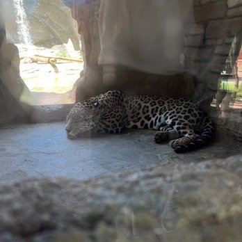 Bearizona - Jaguar - do you know why some have spots and others don't? You'll learn that here. - Zoos Near Me - Williams, Arizona