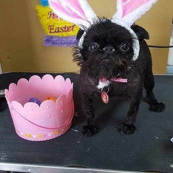 Diana's Country Dog Grooming - Meme - Pet Groomers Near Me - Beaver, Utah Diana's Country Dog Grooming - Meme - Pet Groomers Near Me - Beaver, Utah