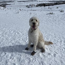 Run-A-Muk Dog Park