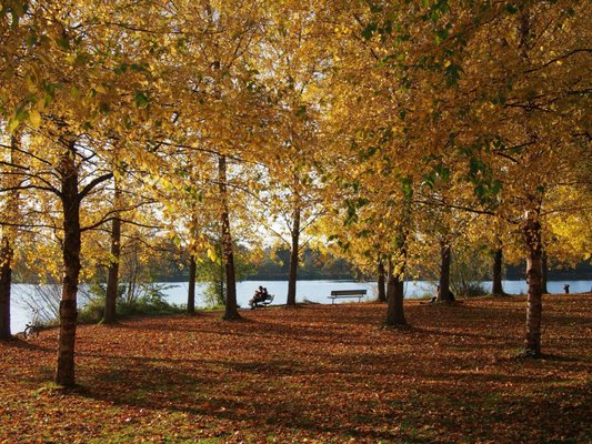 Green Lake Park by null