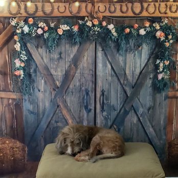 Gulf Coast Veterinary Center - Veterinarians Near Me - Spring Hill, Florida