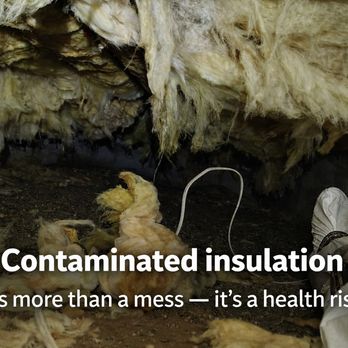 Natural Rodent Control - Pest Control Near Me Natural Rodent Control - Pest Control Near Me