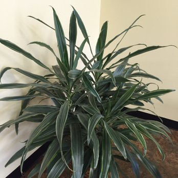 Fishhawk Bagels - Live Plants = Cleaner Air at FishHawk Bagels - Bagels Near Me - Riverview, Florida