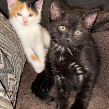 Lee County Animal Services - Our new little buddies. - Animal Shelters Near Me - Fort Myers, Florida Lee County Animal Services - Our new little buddies. - Animal Shelters Near Me - Fort Myers, Florida