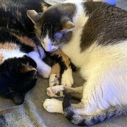 Abell Animal Hospital - Grandma Callie and Ike