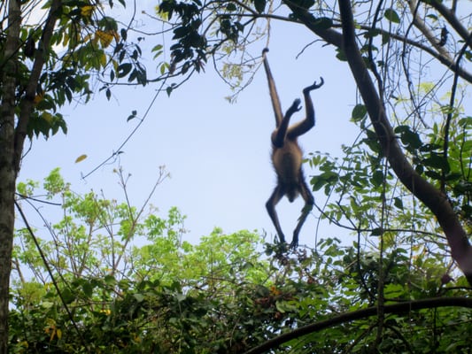 Jardín Botanico Dr. Alfredo Barrera Marín by null