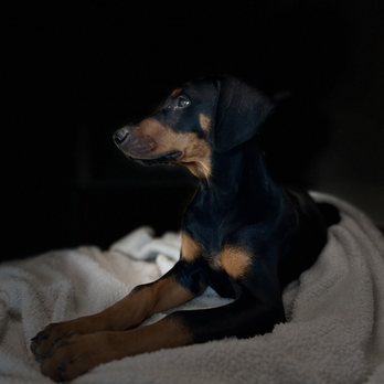 Cedar Veterinary Hospital - Veterinarians Near Me - Fresno, California