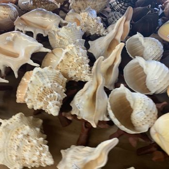 The Shell Shop - Arts & Crafts Near Me - Morro Bay, California