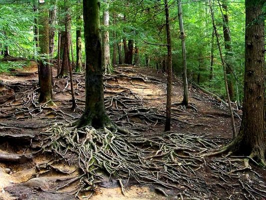 Chestnut Ridge Park by null