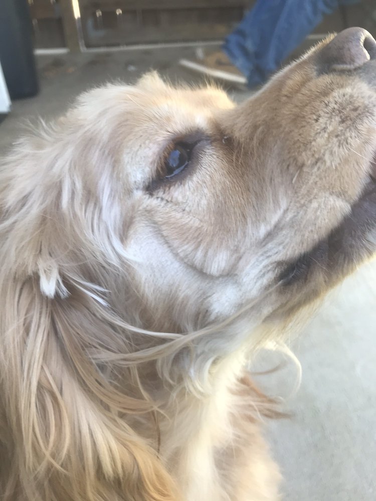 PAWS & CLAWS 41 Photos Pet Sitting 102 Taylor Industrial Blvd