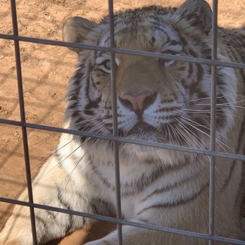 Tiger Safari - Zoos Near Me - Tuttle, Oklahoma Tiger Safari - Zoos Near Me - Tuttle, Oklahoma