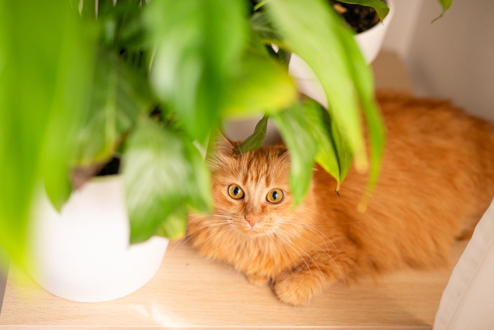 Tay's House & Pet Sitting - pet boarding facility in Carson City, NV