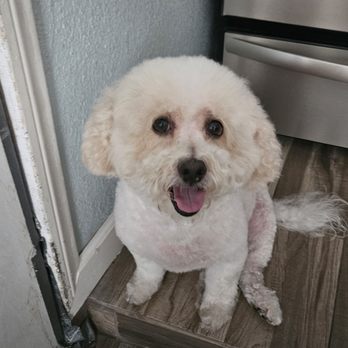 Jesse's Pet Grooming - Pet Groomers Near Me - Los Angeles, California