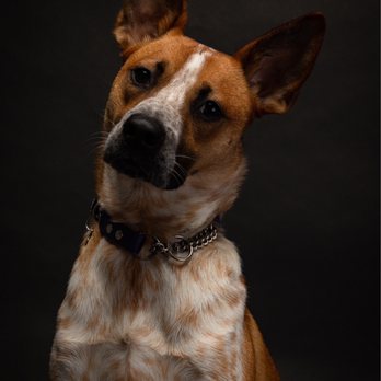 Tony Simons Imagery - What? - Pet Photography Near Me Tony Simons Imagery - What? - Pet Photography Near Me