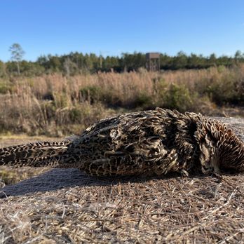 Mossy Pond Lodge - Wildlife Hunting Ranges Near Me - Patterson, Georgia