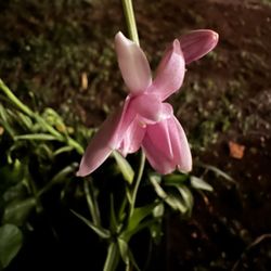 Nalani Plant Services - pink tuberose