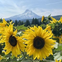 Sunflowers Sunflowers