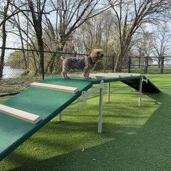 Pooch Park - Agility course, turf