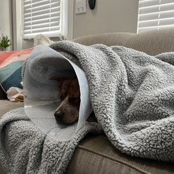 Animal Urgent Care - Not feeling the best this day.