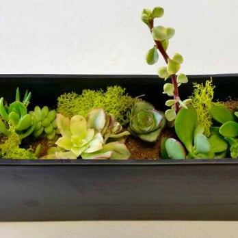 Wilmette Flowers - Succulent centerpiece arrangement. Beautiful and wide variety of styles! - Florists Near Me - Wilmette, Illinois Wilmette Flowers - Succulent centerpiece arrangement. Beautiful and wide variety of styles! - Florists Near Me - Wilmette, Illinois