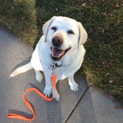 Happy Tails Dog School - For a happy, well-behaved dog, come to Happy Tails Dog School in Centennial