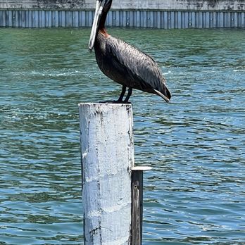 The Wharf - Seafood Near Me - St Pete Beach, Florida