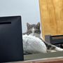 Photo of Deschutes Animal Clinic