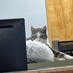 Deschutes Animal Clinic