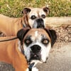 Curious Tails Pet Sitting gift card