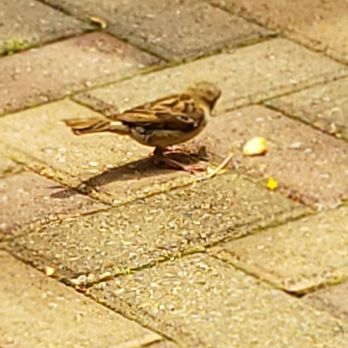 Vintage Brewing - Bird eating my flat bread crust, it looked hungry - Breweries Near Me - Madison, Wisconsin