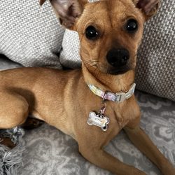 Long Island Spay and Neuter