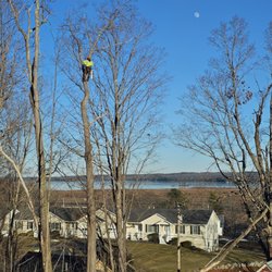 All Seasons Tree Service - Leaning Ash in Belgrade