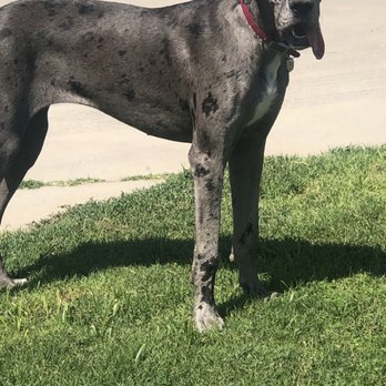 Fresno Pet Pleasure - Dog Walkers Near Me - Fresno, California Fresno Pet Pleasure - Dog Walkers Near Me - Fresno, California