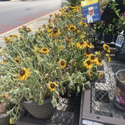 Sure nobody has a hose -- just let the overpriced plants all die Sure nobody has a hose -- just let the overpriced plants all die
