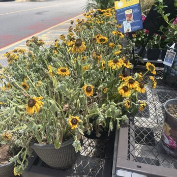 Lowe's Home Improvement - Sure nobody has a hose -- just let the overpriced plants all die - Hardware Stores Near Me - Beaufort, South Carolina Lowe's Home Improvement - Sure nobody has a hose -- just let the overpriced plants all die - Hardware Stores Near Me - Beaufort, South Carolina