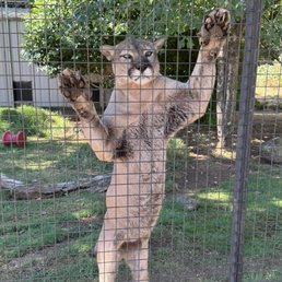 Cougar Cougar