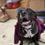 Photo of Petvet Petfood