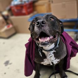 Petvet Petfood
