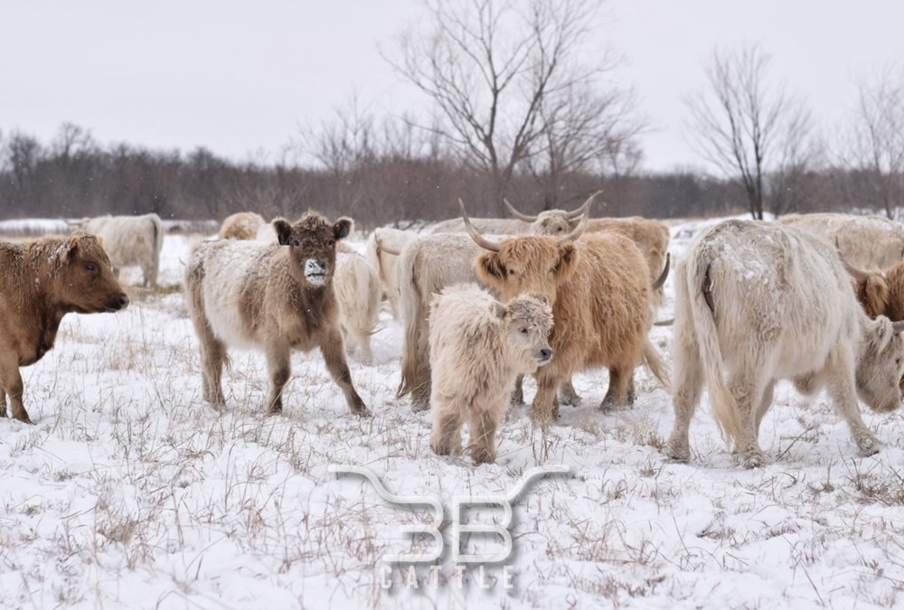 3b-cattle-e-161st-st-s-bixby-ok-yelp