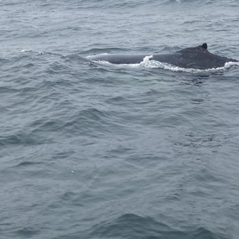 Discovery Whale Watch - Whale Watching Tours Near Me - Monterey, California Discovery Whale Watch - Whale Watching Tours Near Me - Monterey, California