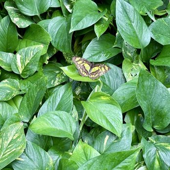 Butterfly Wonderland - Botanical Gardens Near Me - Scottsdale, Arizona