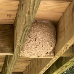 Advanced Pest Innovations - HUGE nest under my deck!