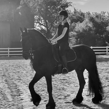 Friesian Marketplace - Horse Boarding Near Me